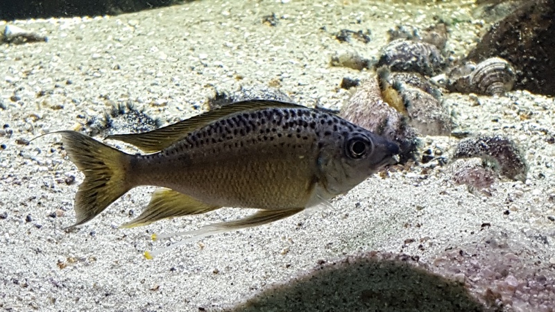 Ophthalmotilapia nasuta 'Chimba'